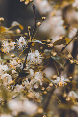 Prunus brigantina