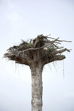 Tree turned upside down
