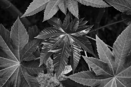 Plant leaves in black and white.