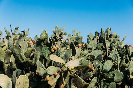 Prickly pear plants 
