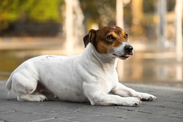 Cute Jack Russel terrier lying on paving stones outdoors