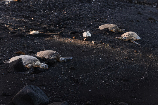 Hawaiian turtles resting on the shore