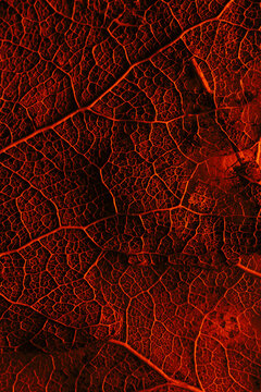 Fototapeta Red leaf background