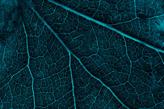Neon light leaf