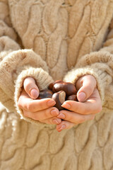Woman holding raw chestnuts, closeup
