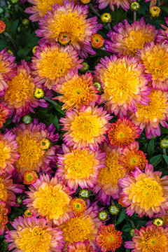pink and yelow chrysanthemums