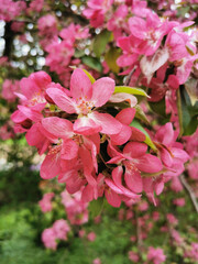 A branch of an apple tree with red and pink flowers in a park on Elagin Island in St. Petersburg.