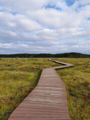 Obraz premium A winding wooden deck over a swamp with yellowed grass, going to the forest, against a beautiful sky with clouds.