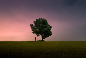 Tree resembling human face