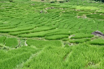 Hillside Rice Paddy Patches in Rural Northern Vietnam