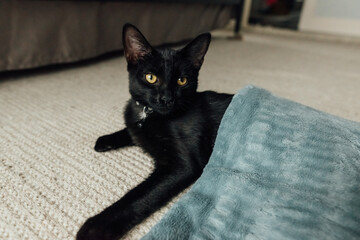 Black cat with a white spot on the chest. 