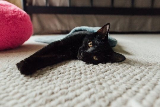 Black cat laying on its side. 