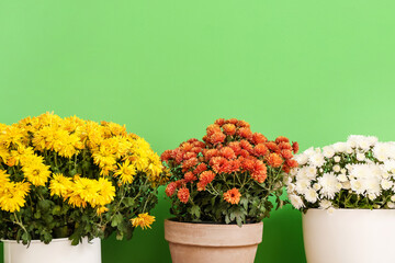 Pots with beautiful Chrysanthemum flowers near green wall, closeup