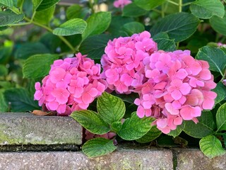 Pink hydrangeas blooming in early summer. Selective focus.