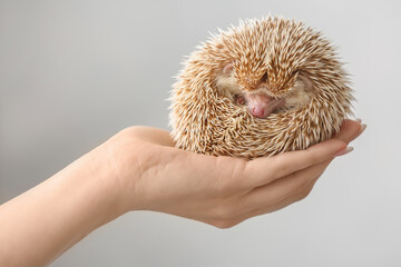 Woman holding cute hedgehog on light background
