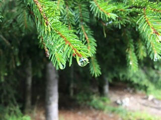 pine tree in the forest