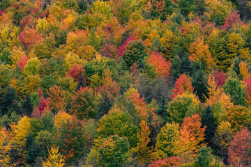 Autumn Frosted Tree Tops
