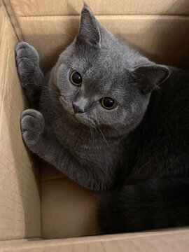 Cute blue cat little male cat in a carton