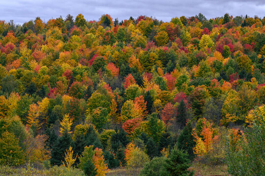New Hampshire Autumn Hillside