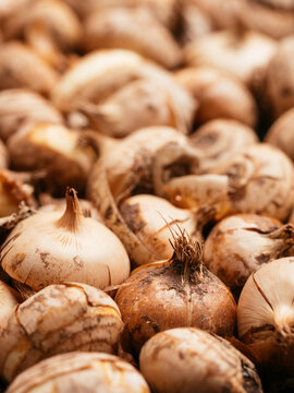 Crocus corms