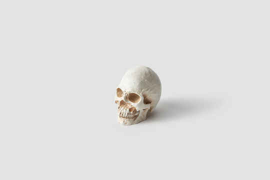 Human skull