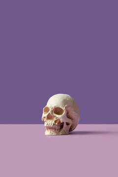 Skull