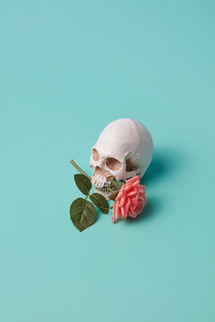 Human skull with pink rose