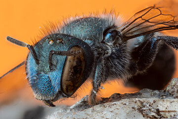 side closeup of a blue bee