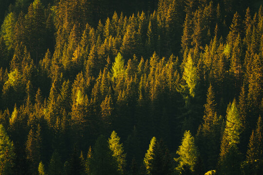 Alpine trees.