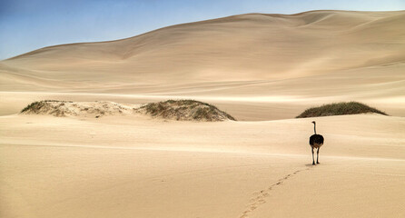 Fototapeta na wymiar Lonely desert