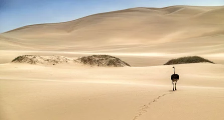  Lonely desert © JP