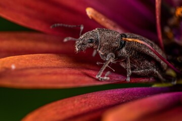 broad nose weevil on a purple flower