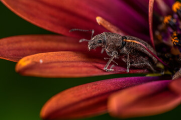 broad nose weevil closeup on a flower