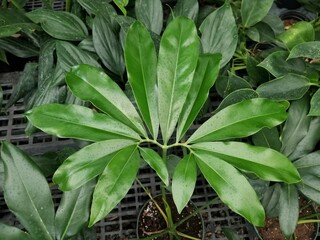 Shiny star-shaped green leaf of Philodendron Goeldii, a tropical houseplant © Khairil