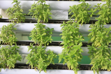Growing Basil Using Hydroponics Technology