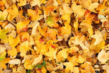 Beautiful yellow fallen leaves in autumn park