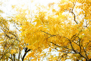 Trees with yellow leaves in autumn park