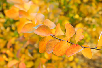 Tree branch with beautiful leaves in autumn park