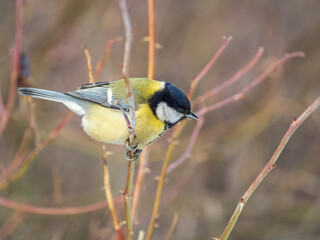 Fototapeta premium Cute bird Great tit, songbird sitting on a branch without leaves in the autumn or winter.