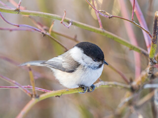 Fototapeta premium Cute bird the willow tit, song bird sitting on a branch without leaves in the winter.