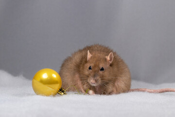 Fat cute rat on a plain light background with a christmas ball.Holiday concept.