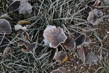 Frozen plants in winter with the hoar-frost.  A canal-side of London suburbs.