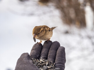Sparrow eats seeds from a man's hand