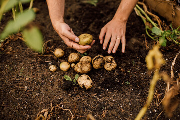 Harvesting Potatoes