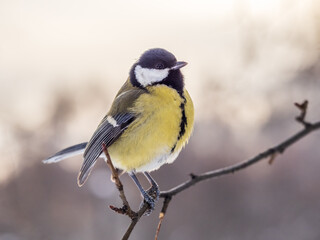 Fototapeta premium Cute bird Great tit, songbird sitting on a branch without leaves in the autumn or winter.