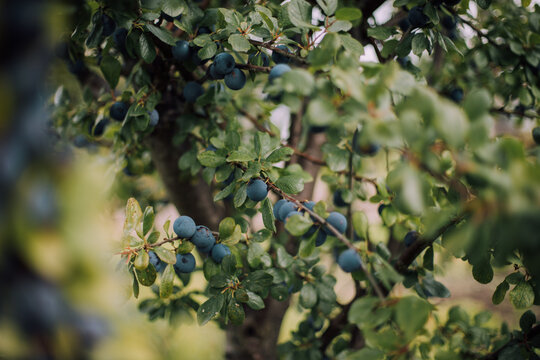 Damson Tree