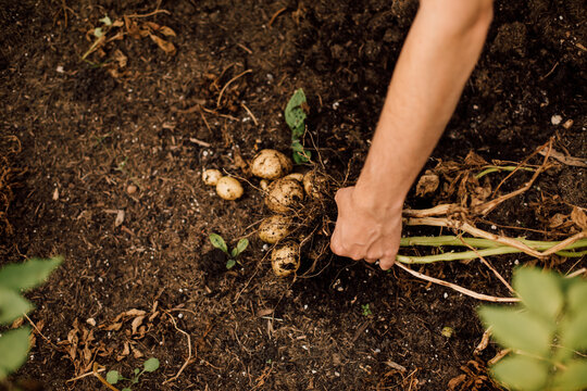 Harvesting Potatoes