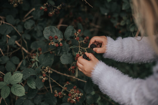 A Little Girl Picking Blackberries