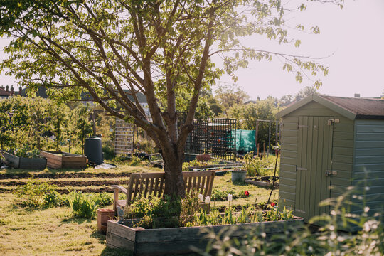 Golden Hour at the Allotments