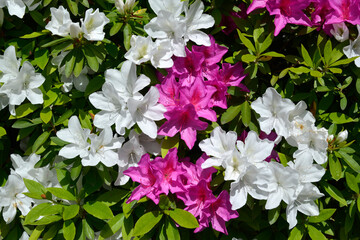 ツツジの花　花模様